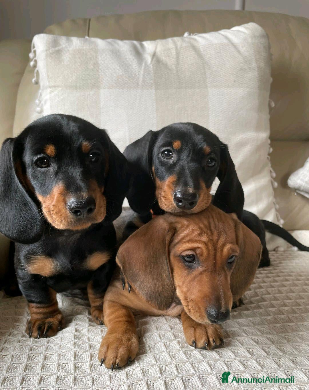Bassotto cani in vendita: Cuccioli di Bassotto pronti a Provincia di Perugia - Immagine 1
