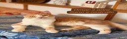 Europeo gatti in regalo: Tanti gattini desiderosi di trovare casa  a Provincia di Bergamo - Annuncio 7