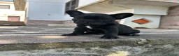 Bulldog Francese cani in vendita: bulldog francese nero tigrato  - Annuncio 3