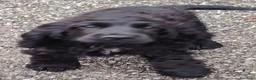 Meticcio cani in vendita: Coker spaniel  a Provincia di Bergamo - Annuncio 5