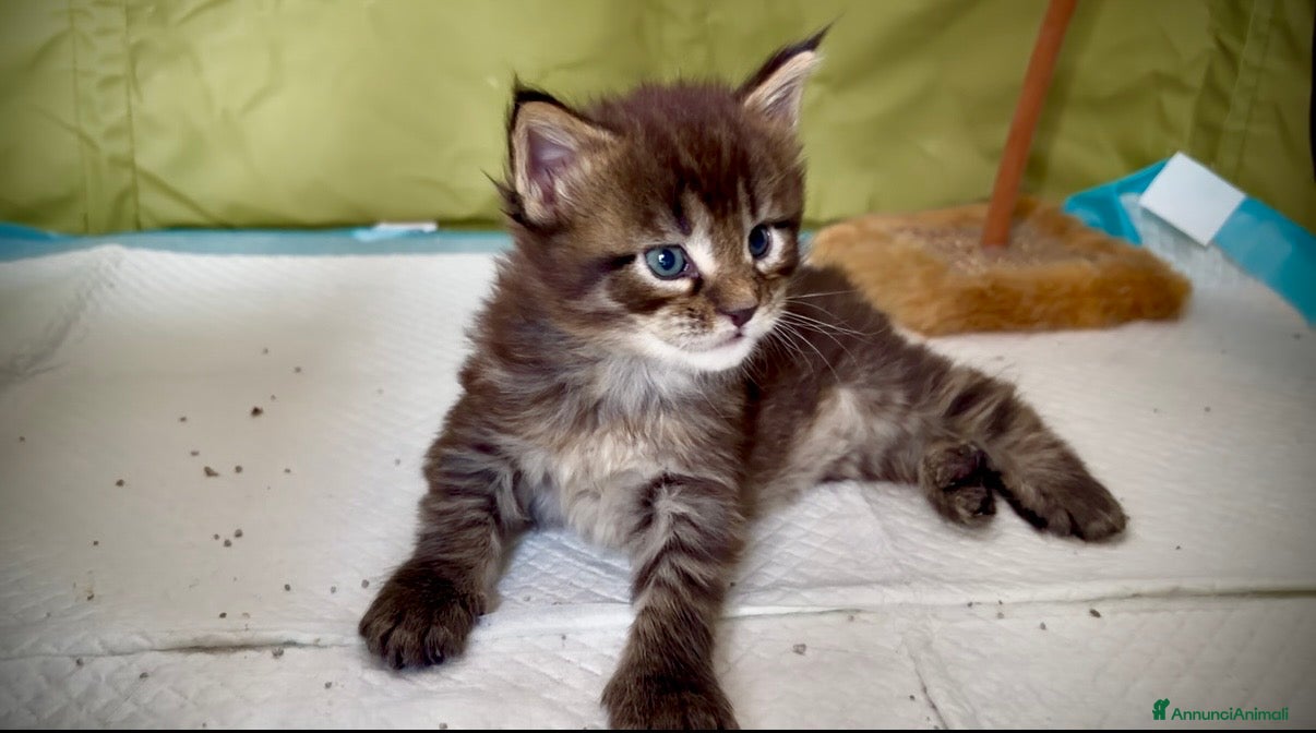 Maine Coon gatti Maine coon cucciolo maschio  - Annuncio 2