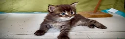Maine Coon gatti in vendita: Maine coon cucciolo maschio  - Annuncio 1