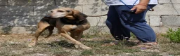 Segugio cani in regalo: Pippo dolcissimo segugio in adozione  - Annuncio 2