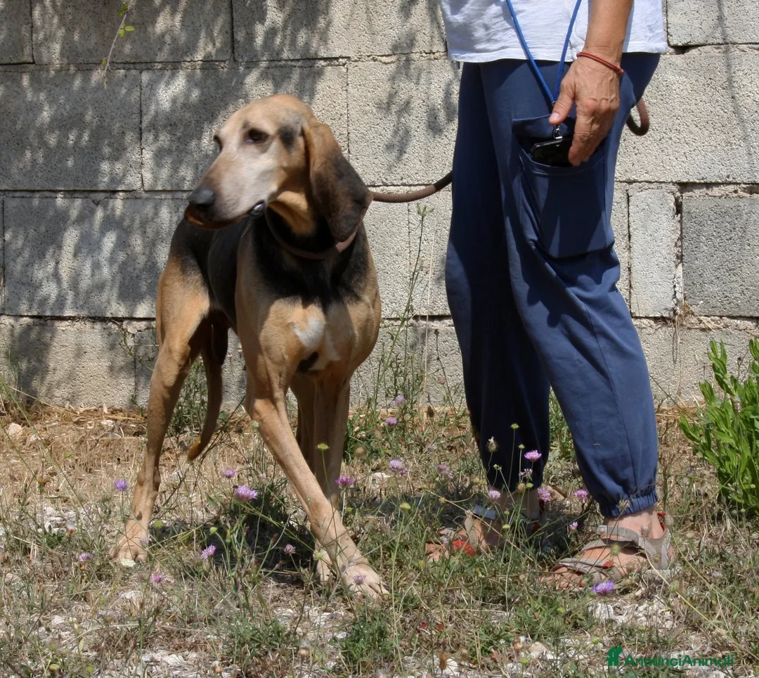 Segugio cani in regalo: Pippo dolcissimo segugio in adozione  - Annuncio 2