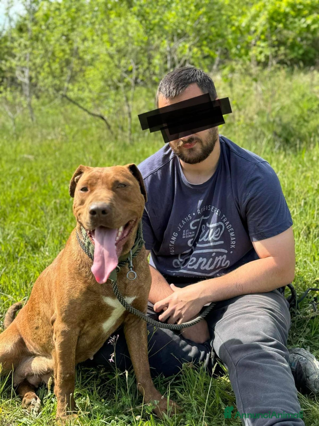 Shar Pei cani in regalo: AFRODITE, bellissima mix PIT - SHARPEI! - Annuncio 5