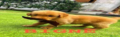 Golden Retriever 1