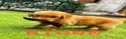 Golden Retriever cani in vendita: Golden Retriever  - Annuncio 3