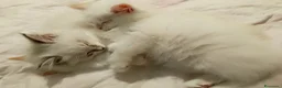 Siberiano gatti in vendita: Cuccioli di Siberiano Neva Masquerade  a Provincia di Macerata - Annuncio 9