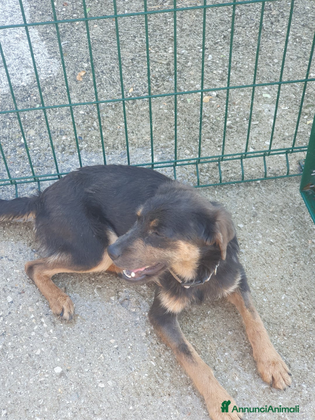 Meticcio cani in regalo: SPINO - Annuncio 13