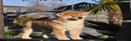 Shiba Inu cani in vendita: Cuccioli SHIBA INU  - Annuncio 18