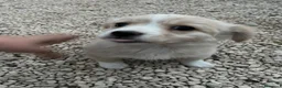 Meticcio cani in regalo: LA PICCOLA NINA - Annuncio 2