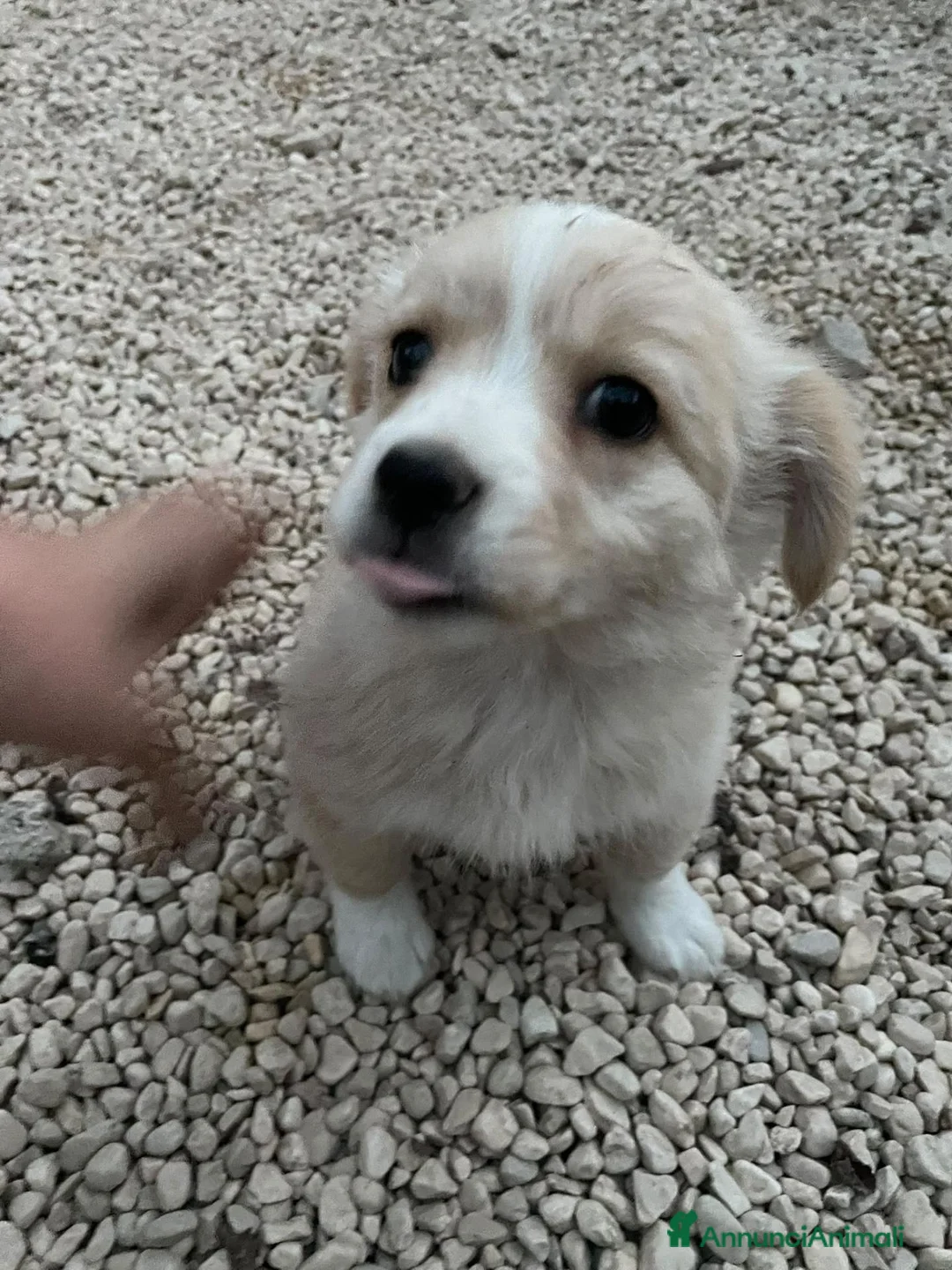 Meticcio cani in regalo: LA PICCOLA NINA - Annuncio 2