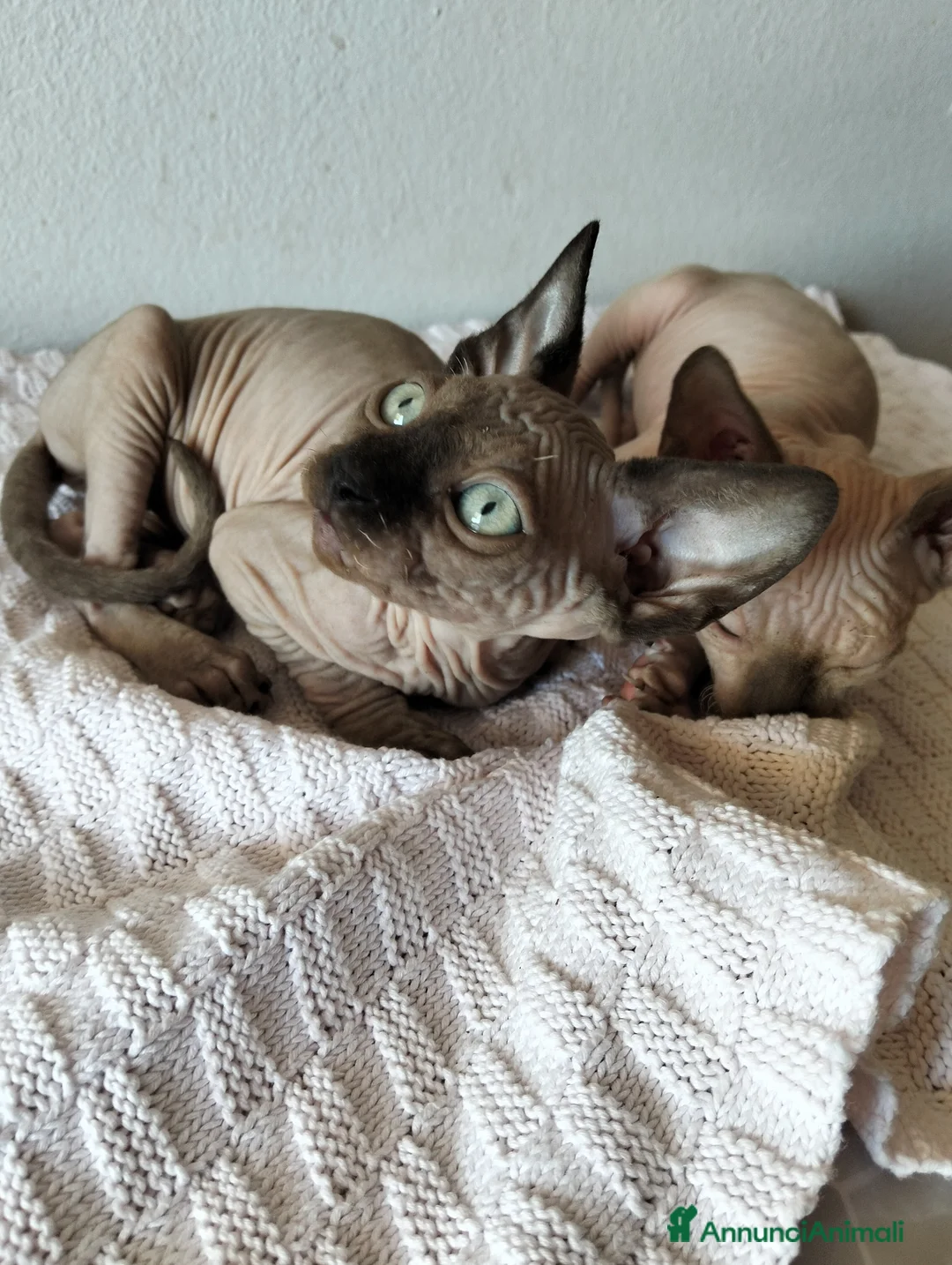 Sphynx gatti in vendita: Gattini Sphynx  - Annuncio 2
