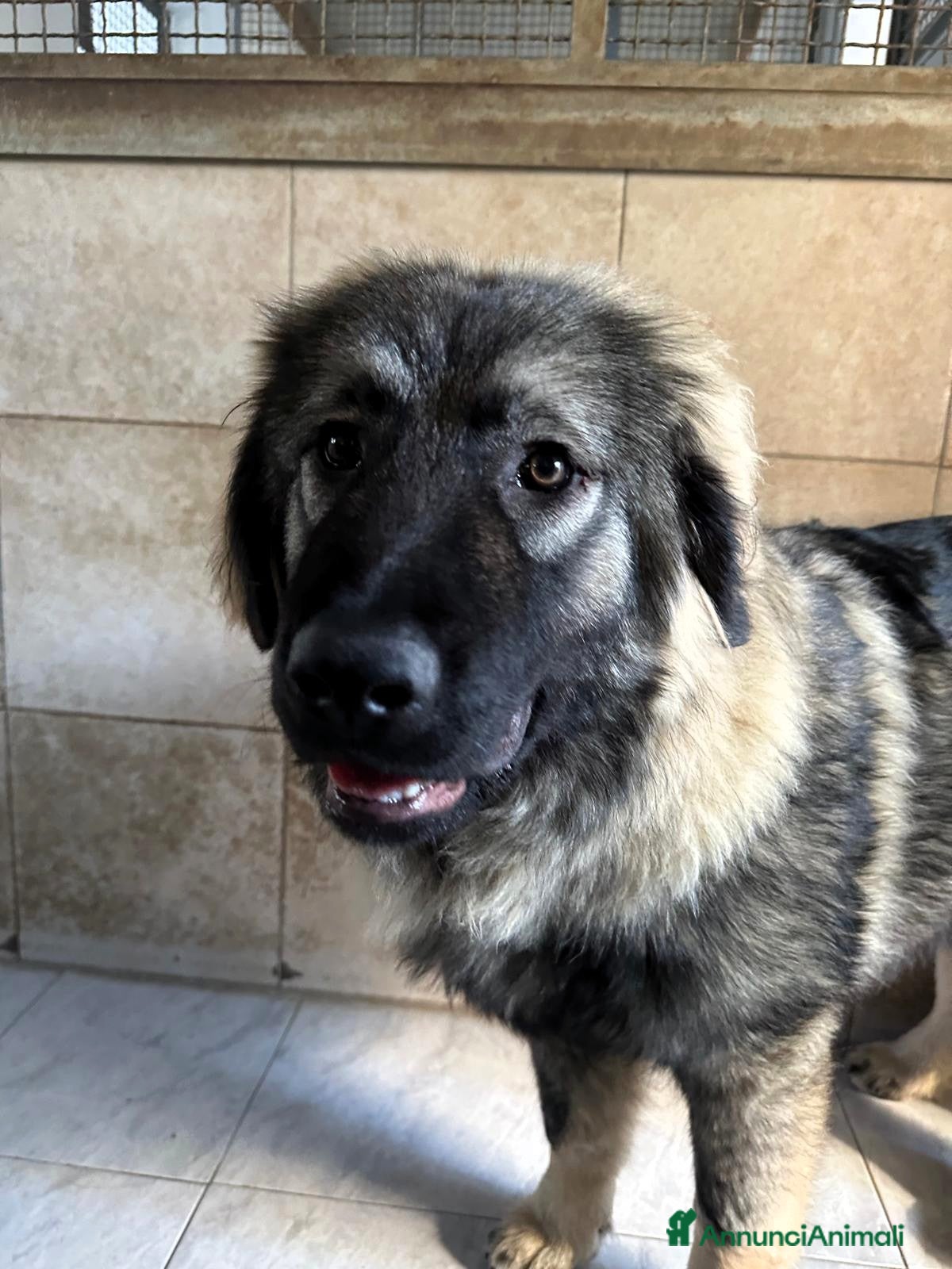 Pastore del Caucaso cani VIENNA CUCCIOLA PASTORE DEL CAUCASO - Annuncio 16