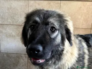 Pastore del Caucaso cani VIENNA CUCCIOLA PASTORE DEL CAUCASO - Annuncio 1