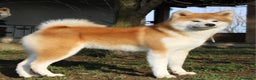 Akita Inu cani in vendita: Cuccioli di AKITA LOMBARDIA  - Annuncio 21