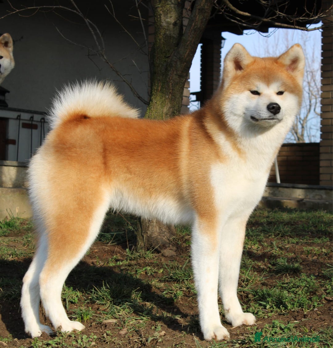 Akita Inu cani in vendita: Cuccioli di AKITA LOMBARDIA  - Annuncio 21