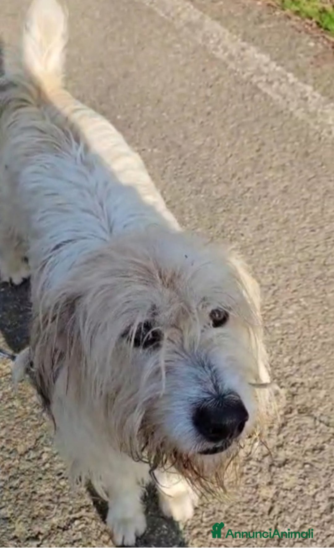 Altre razze cani in regalo: Simil Spinone 5/6anni salvato 2anni fa.NOVARA SOS a Città metropolitana di Milano - Annuncio 4