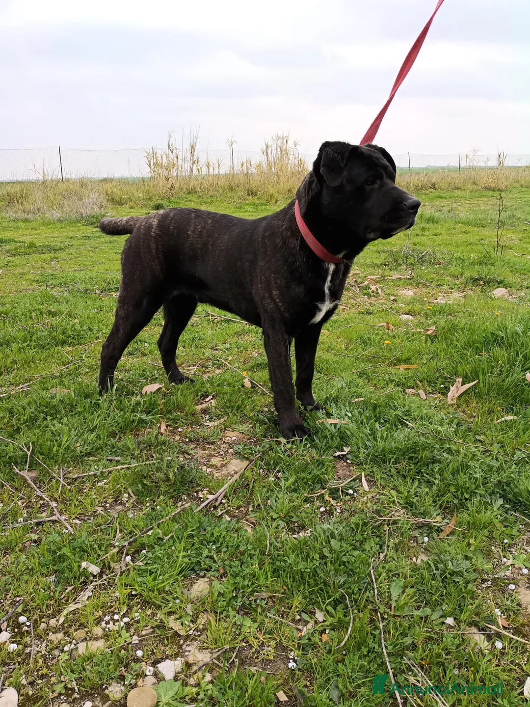 Meticcio cani in regalo: genny e gennarino - Annuncio 2