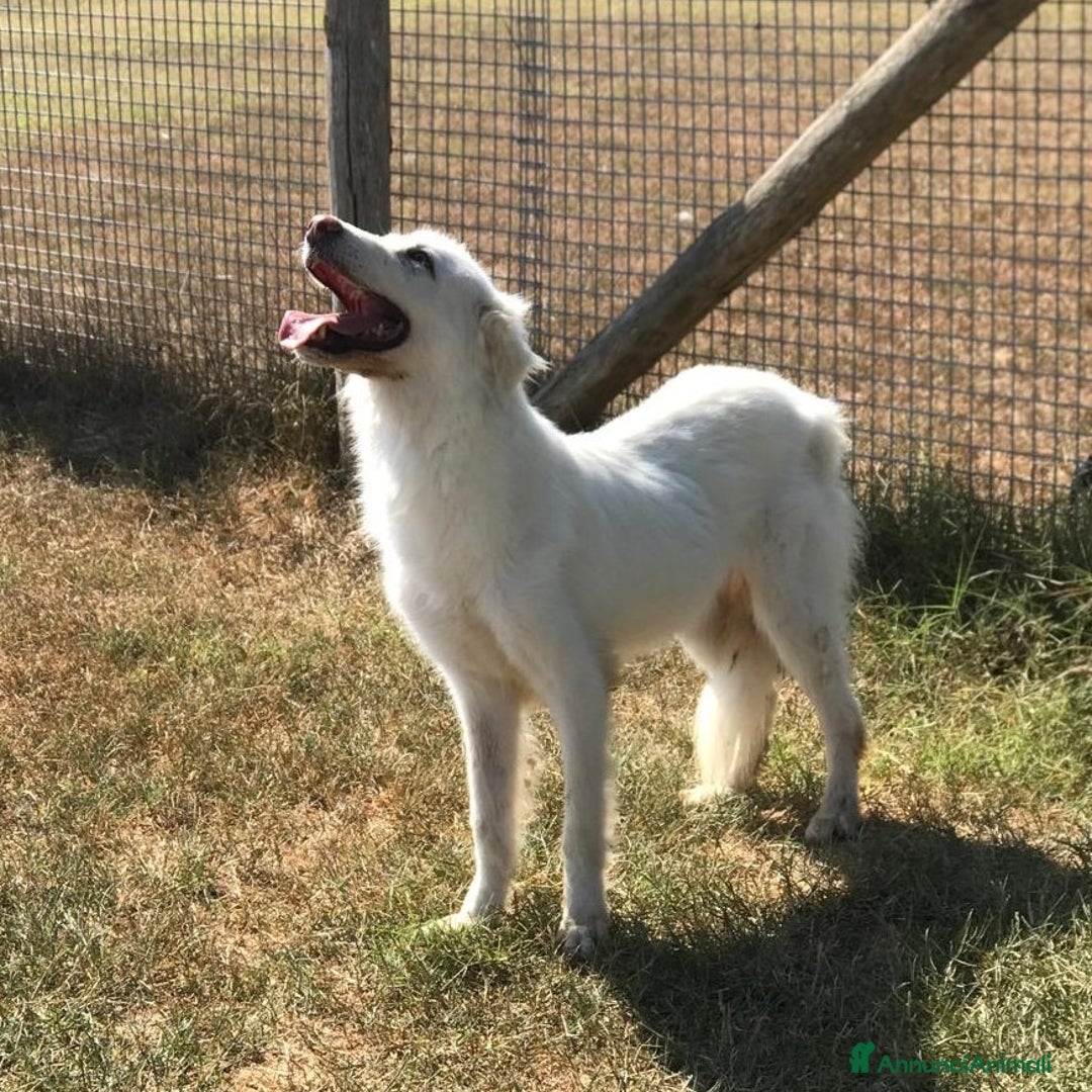Meticcio cani in regalo: ERCOLE govane mix maremmano tg contenuta a Provincia di Latina - Annuncio 3