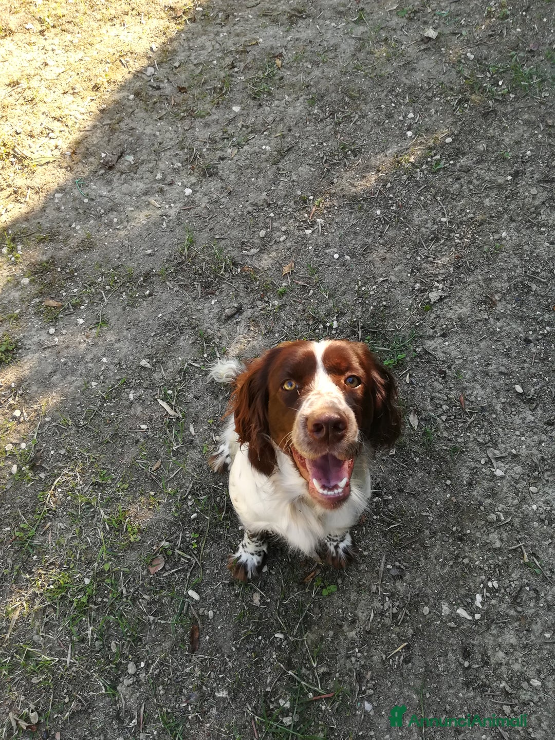 Springer Spaniel Inglese cani per accoppiamento: SPRINGER SPANIEL PER MONTA - Annuncio 5