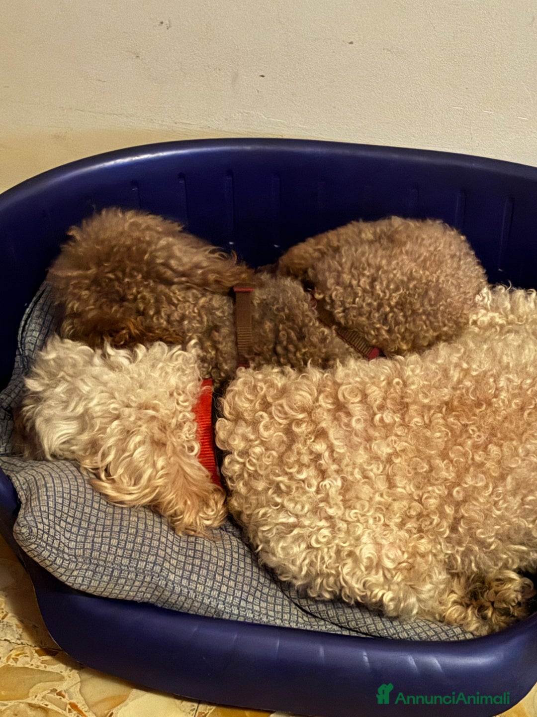 Barboncino cani per accoppiamento: Monta barboncino mini toy - Annuncio 3