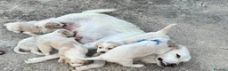 Meticcio cani in regalo: Deliziosi cuccioli cercano casa a Città metropolitana di Palermo - Annuncio 7