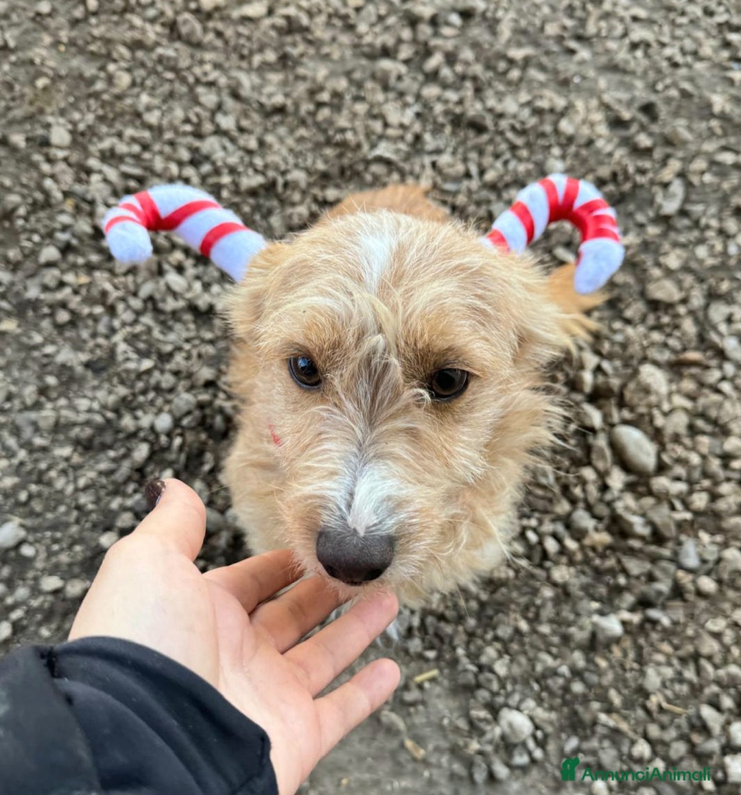 Meticcio cani in regalo: Einstein 2 anni Taglia piccola  - Annuncio 3