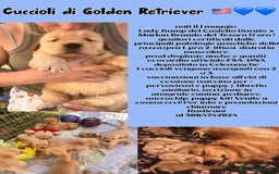 Golden Retriever cani in vendita: Cuccioli Golden Retriever Americani 🇺🇸 a Città Metropolitana di Bologna - Immagine 1