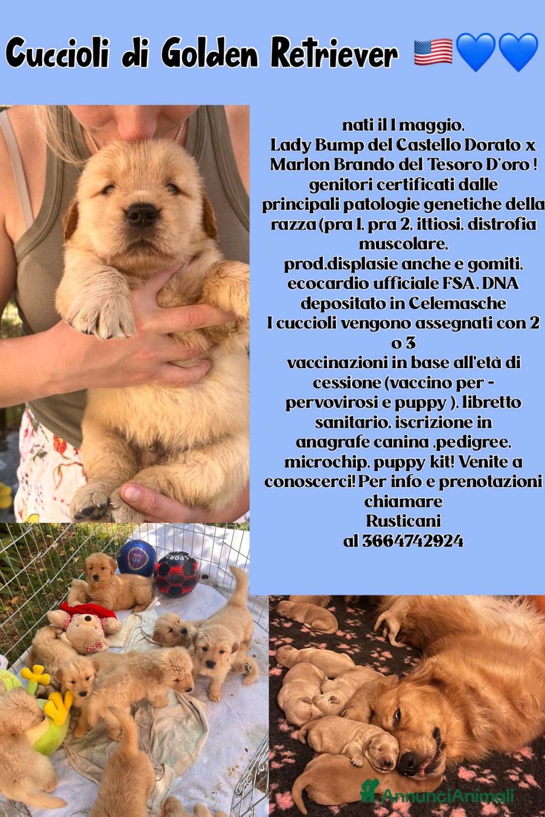 Golden Retriever cani in vendita: Cuccioli Golden Retriever Americani 🇺🇸 a Città Metropolitana di Bologna - Immagine 1