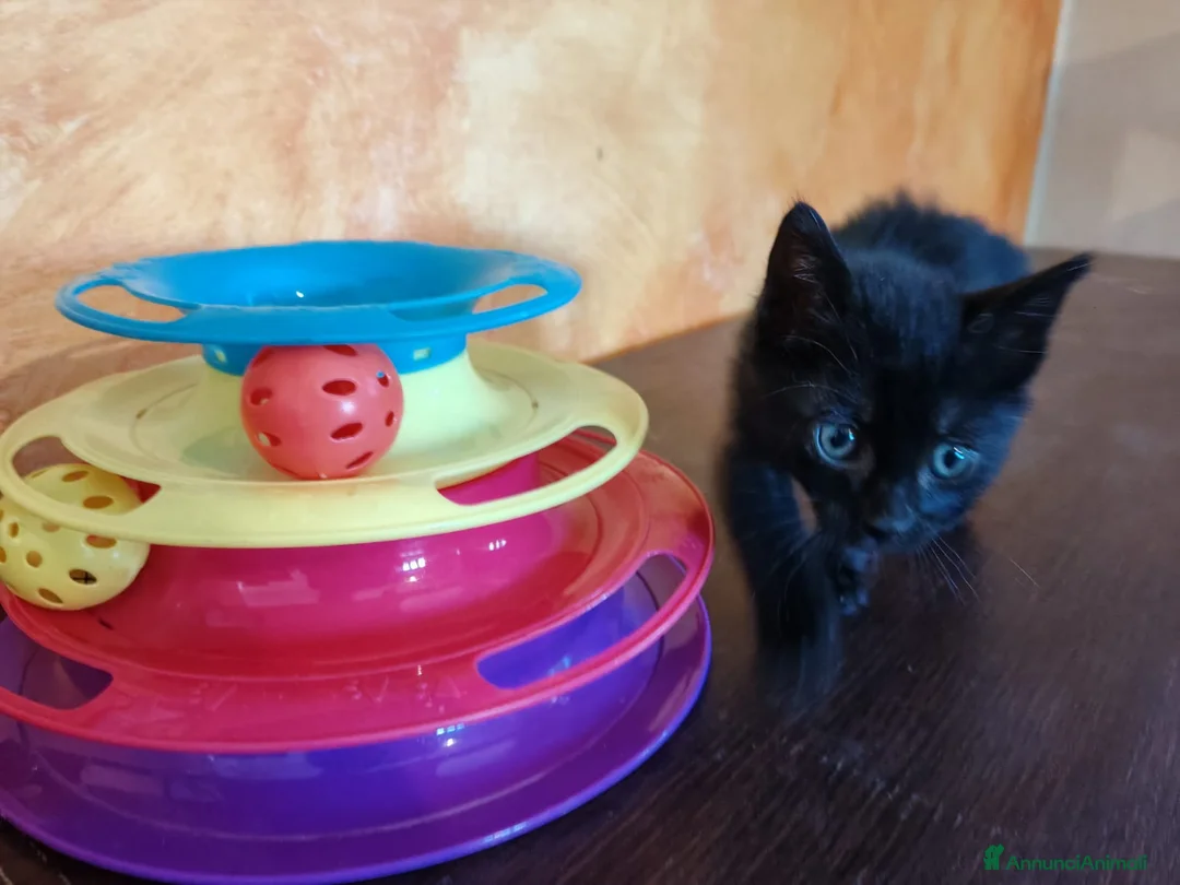 Meticcio gatti in regalo: Tutto nero e simpatico, maschietto 2 mesi  - Annuncio 1