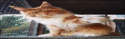 Maine Coon gatti per accoppiamento: Maschio maine coon per accoppiamento  - Annuncio 1