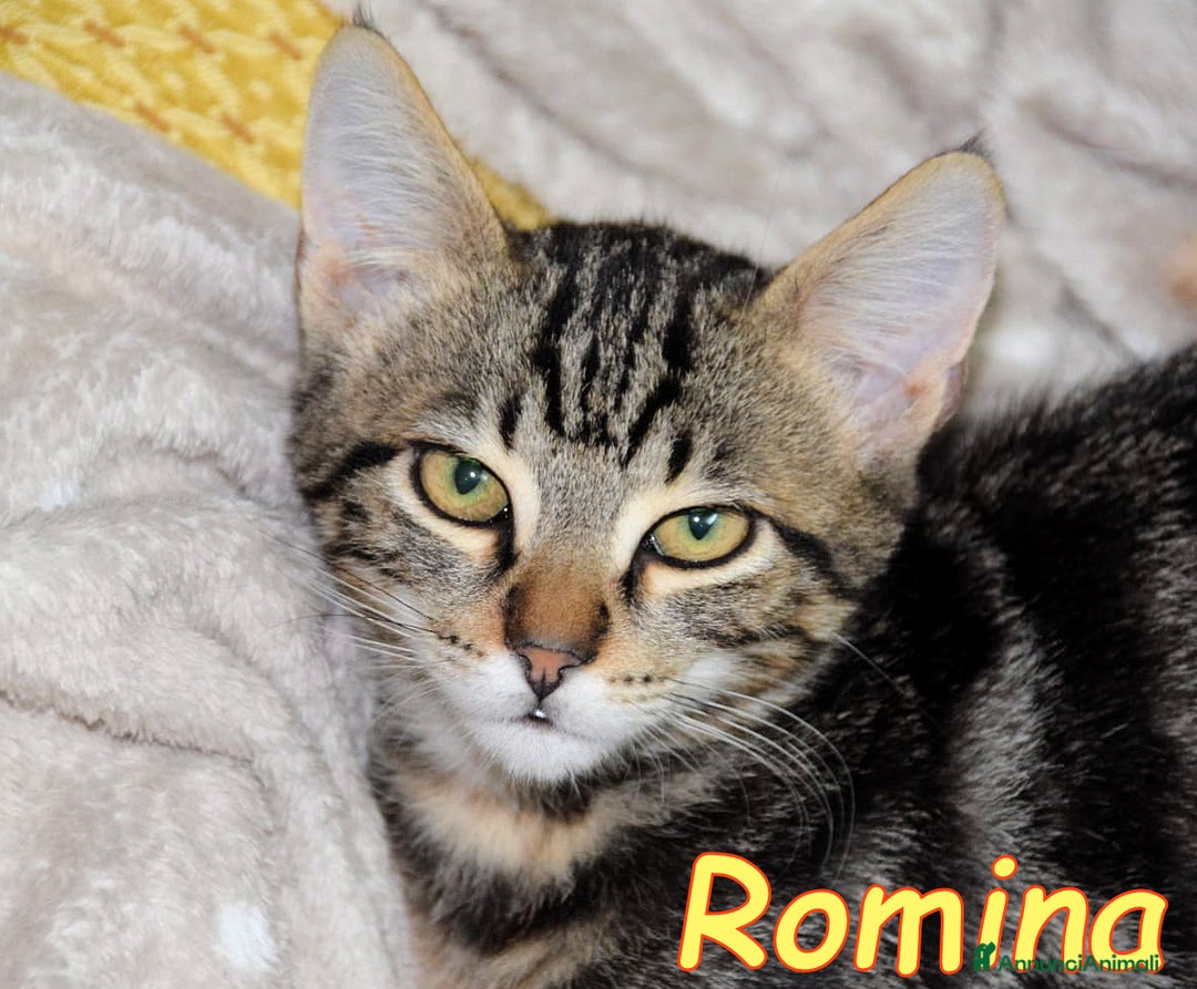 Europeo gatti in regalo: ROMEO E ROMINA TENERISSIMI GATTINI - Annuncio 4