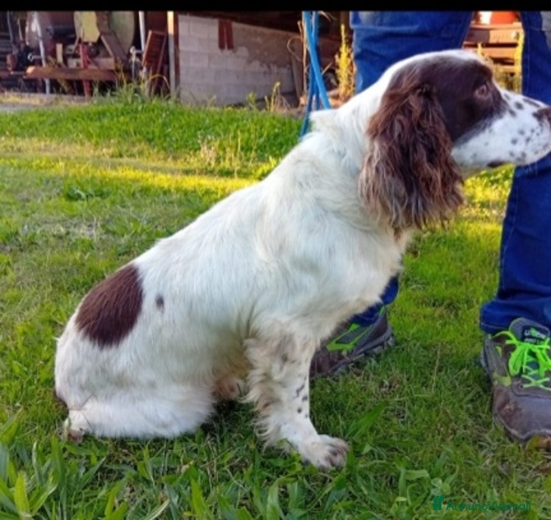 Springer Spaniel Inglese cani in regalo: Springer Spaniel 5anni FINITO IN CANILE.PADOVA - Annuncio 4
