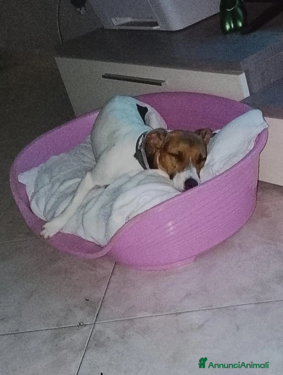Jack Russell cani in regalo:  dolce jack russel - Annuncio 3