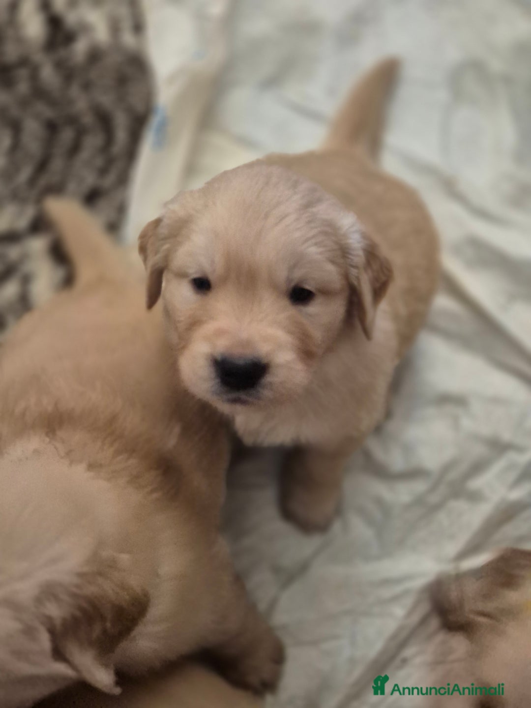 Golden Retriever cani in vendita: Cuccioli linea 100% americana  a Città metropolitana di Milano - Immagine 9