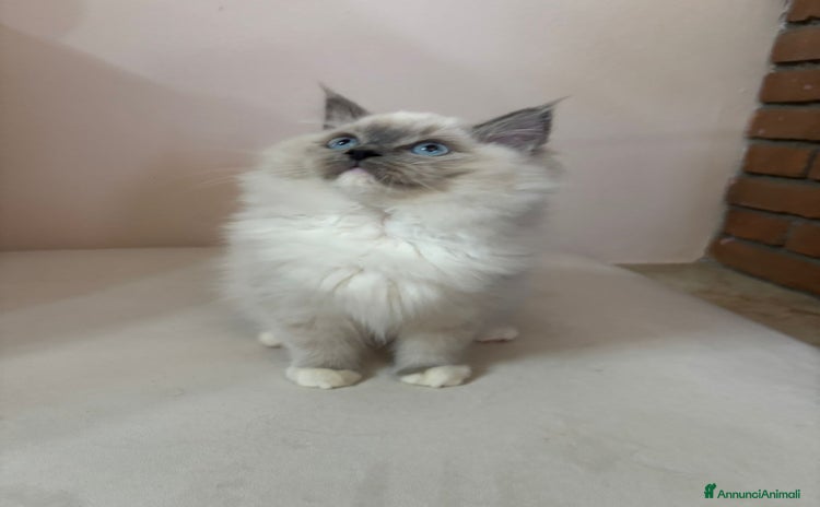 Ragdoll gatti - Annuncio 9