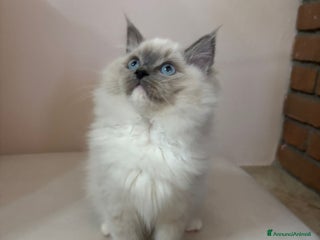Ragdoll gatti in vendita - Annuncio 1