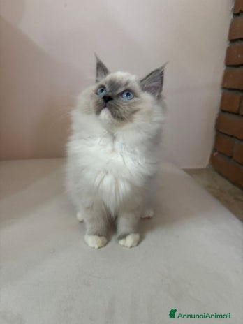 Ragdoll gatti - Annuncio 9