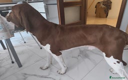 Bracco cani per accoppiamento: Bracco Italiano a Provincia di Brescia - Immagine 1