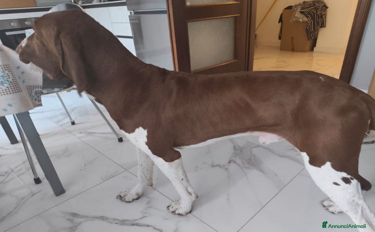 Bracco cani a Provincia di Brescia - Annuncio 15
