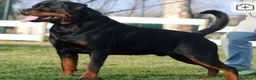 Rottweiler cani in vendita: Disponibili cuccioli rottweiler - Annuncio 12