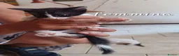 Meticcio gatti in regalo: Gattini - Annuncio 3