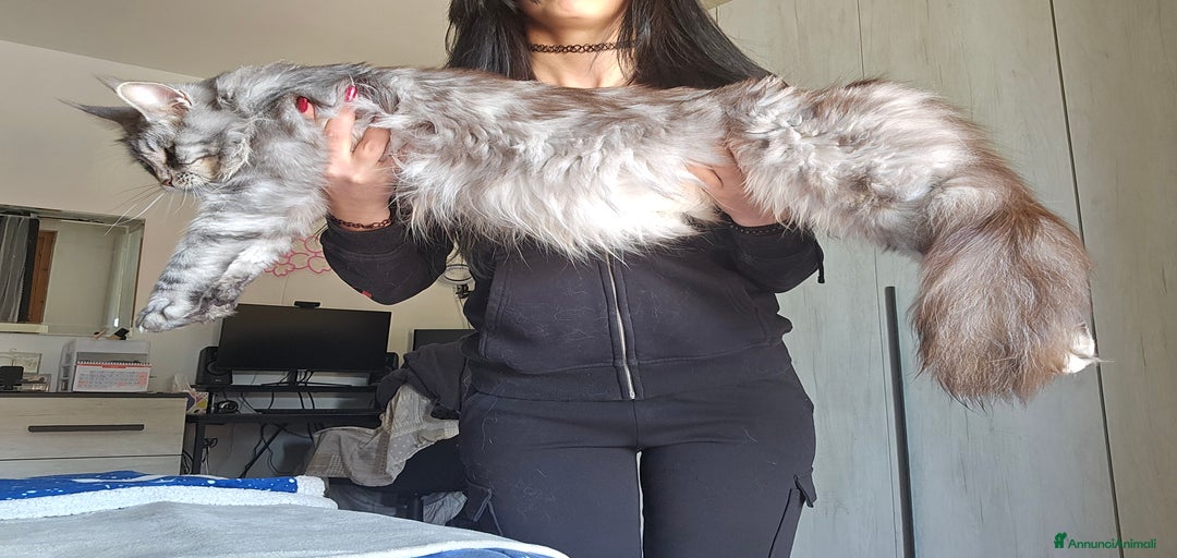 Immagine della galleria {{count}}