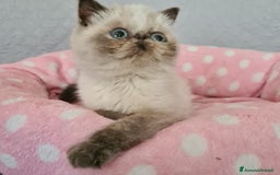 Exotic Shorthair gatti in vendita: Cucciola Exotic Shorthair  a Provincia del Verbano-Cusio-Ossola - Immagine 3
