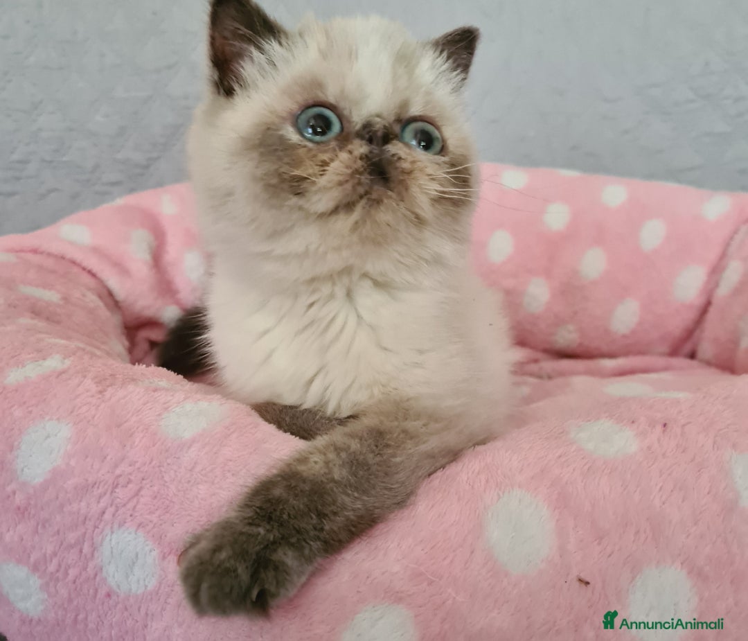 Exotic Shorthair gatti in vendita: Cucciola Exotic Shorthair  a Provincia del Verbano-Cusio-Ossola - Immagine 3