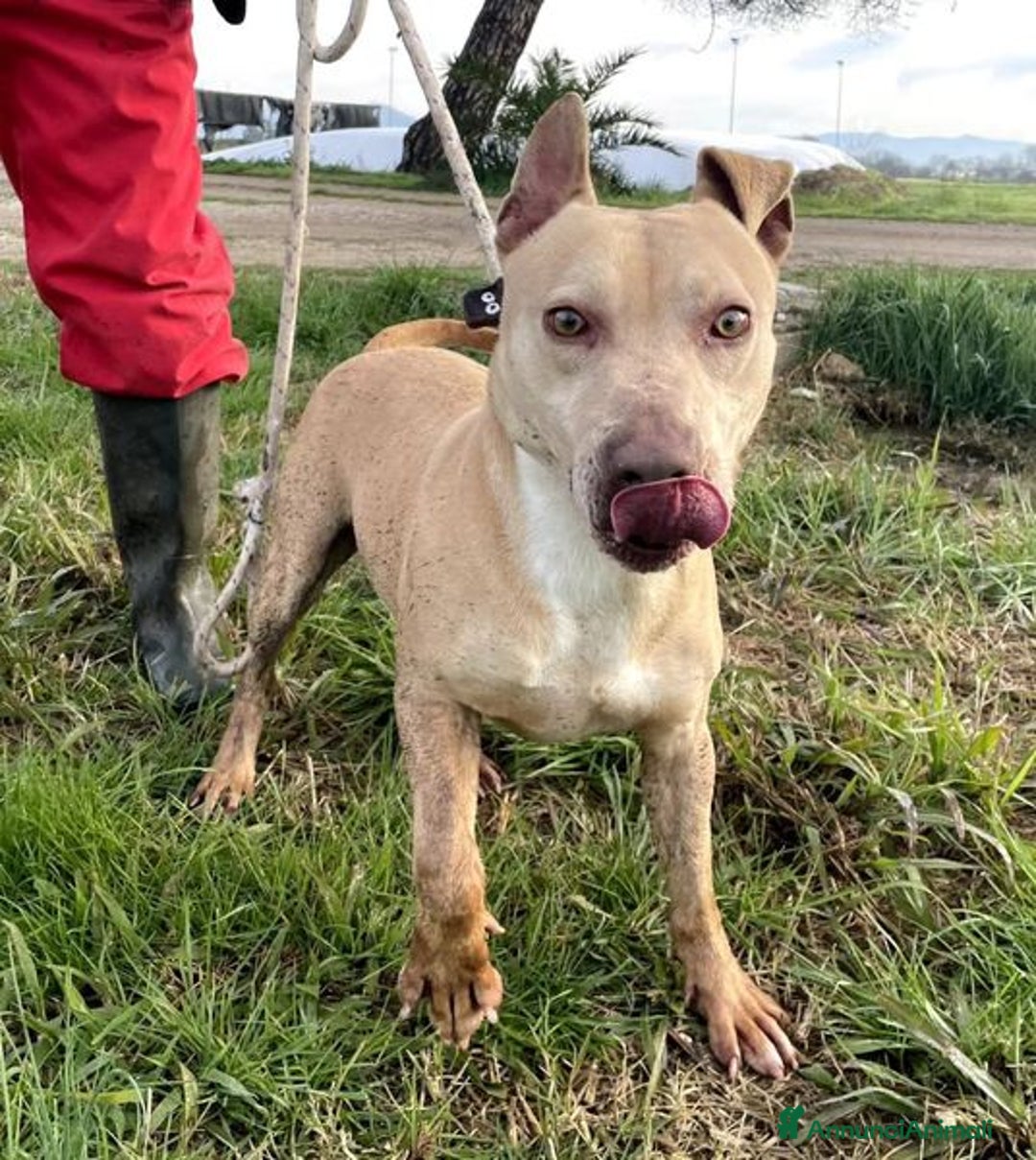 Meticcio cani in regalo: FURBY, argento vivo in corpo e occhi verdi  a Provincia di Latina - Annuncio 5