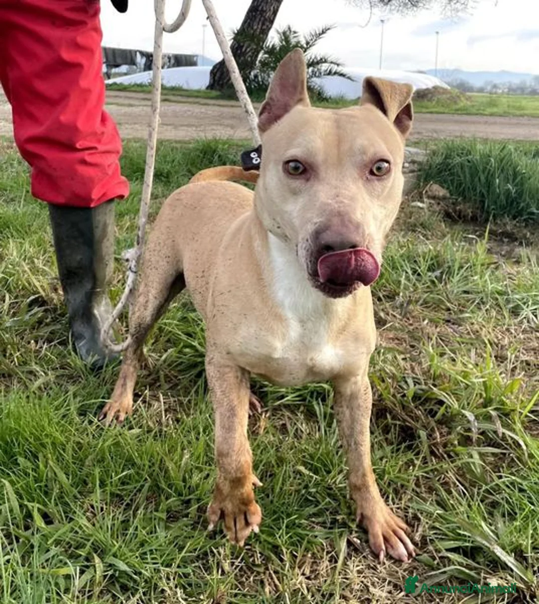 Meticcio cani in regalo: FURBY, argento vivo in corpo e occhi verdi  a Provincia di Latina - Annuncio 5