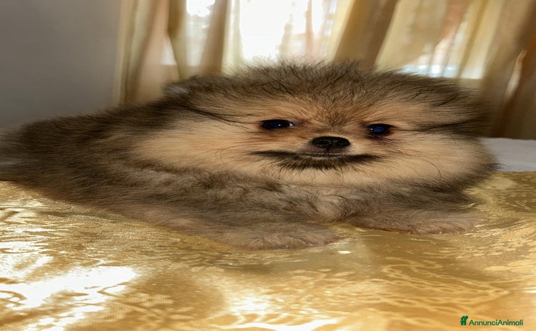 Spitz cani - Annuncio 6