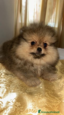 Spitz cani - Annuncio 6